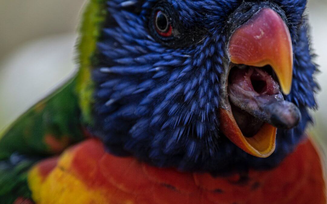parrot