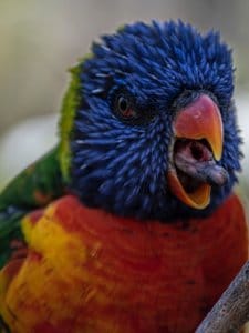 parrot