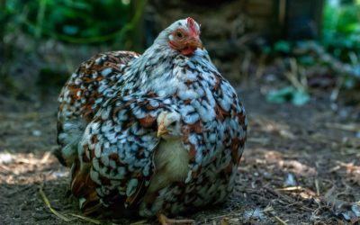 Working with sexual abuse using hypnosis and imagery