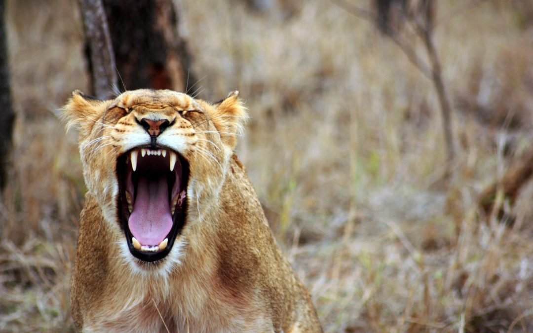 What Happens When We Look At Anger