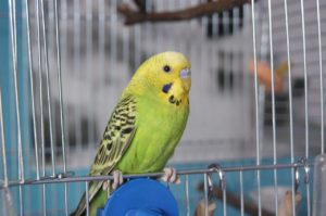 da parot
