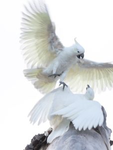 doves