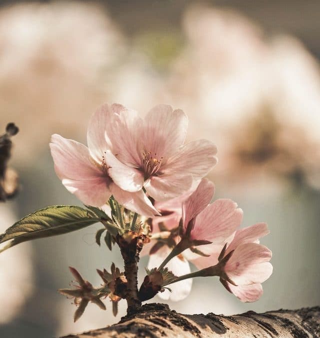 some flowers i guess