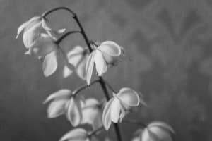 gray flowers