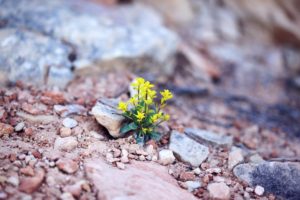 flower sprouting