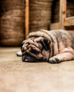 lazy dog 1