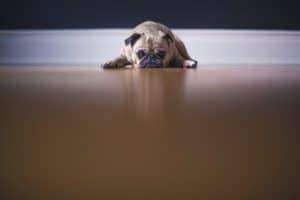 lazy dog 3