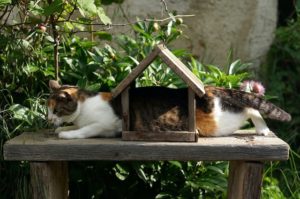 cat