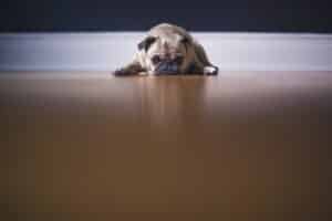 pug