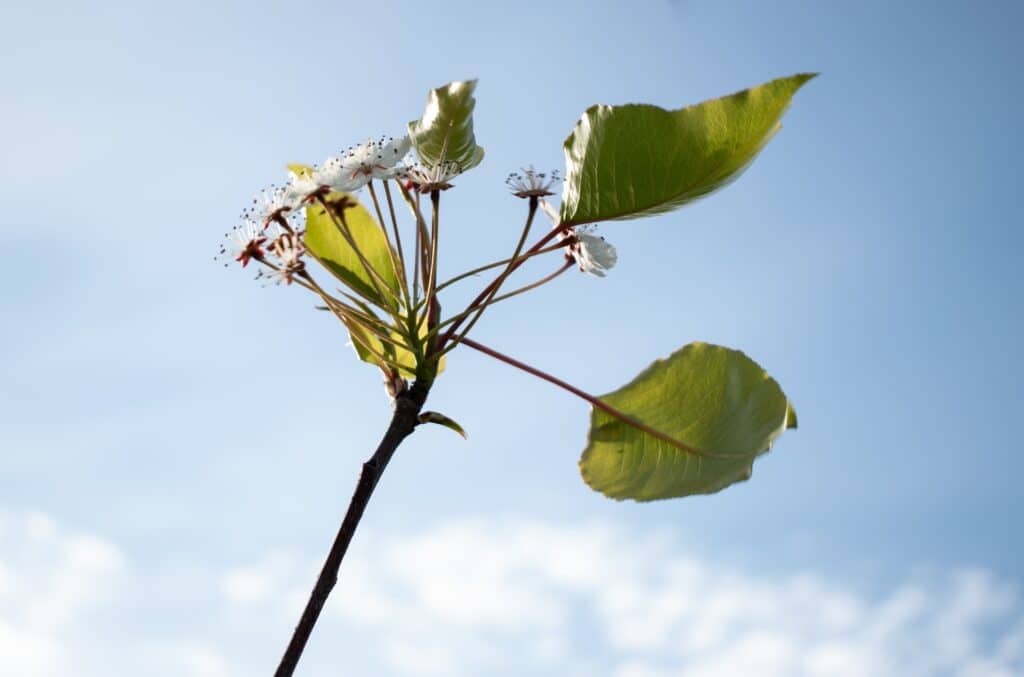 plant